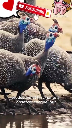 Pintade + poules : Le mélange parfait au poulailler ! #Pintade #volaille #Pintadeaux