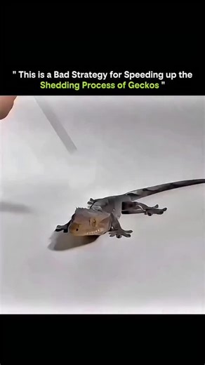 Cold Explainer IIO on Instagram: "Shedding is a natural and delicate process for geckos. Trying to rush it can do more harm than good. Geckos shed their skin to: • Grow properly • Remove parasites • Keep skin healthy But forcing the process — by pulling skin, using dry heat, or improper handling — can cause: • Skin tears • Infections • Stress and injury • Loss of toes or tail damage Healthy shedding depends on: • Proper humidity • Adequate hydration • Rough surfaces to rub against • Time and pat