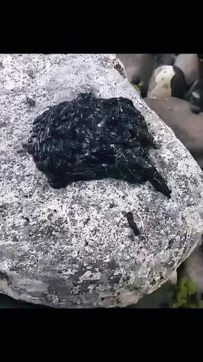 Bootlace Worm - Venomous Creature of the Sea