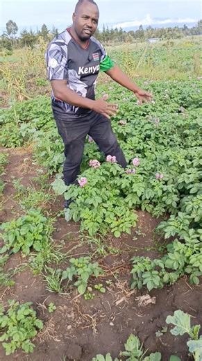 Beautiful potatoes farming #fblifestyle | Moses Gathitu Chief Chef