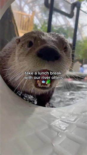 Lunch with our river otters! 🦦