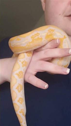 she has grown so much since I got her five months ago. My baby Lavender Albino Reticulated Python
