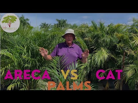 Areca Palm vs Cat Palm: Which Palm is Better?