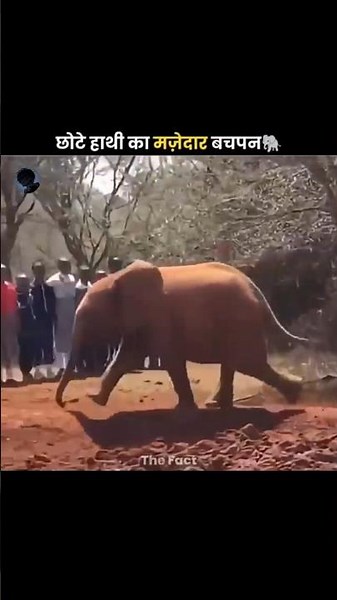 The little elephant's trunk explore #shorts #viral #trending