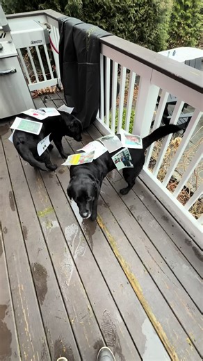 67 #toocutelabs #dogtok #LabAds | Dog Tiktok