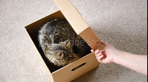 Woman opens a box with a pet on a floor carpet background. Cute grey tabby cat in cardboard box on floor at home. Cat looks out the slit cardboard box. Cat inside removal box