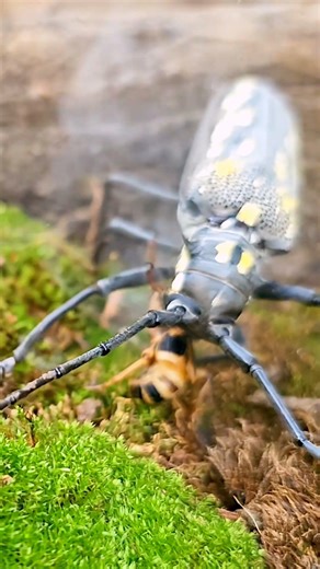 Bombardier Beetle vs Longhorn Beetle - Ultimate Insect Battle