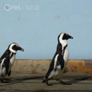 From Cape Town to Antarctica, meet the seventeen species of penguins who live in dense forests, desert islands and even city streets. Celebrate these iconic and beloved birds tonight on Nature with “Penguins: Meet the Family.” Tune in at 8:00 on WLIW. #penguins #NaturePBS | WLIW New York Public Media