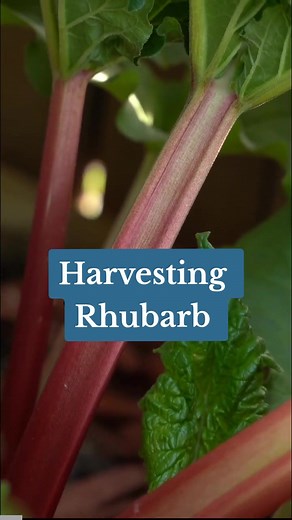 Tips for harvesting rhubarb! How and when to pick. #rhubarb #garden #gardening #harvest