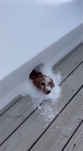 Puppy vs. Deep Snow (Wait for it!) #shorts
