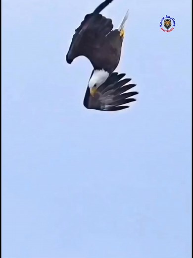 Eagle – The Sky’s Supreme Hunter👁️🦅 #Eagle #wildlife #nature #viralpage #birds #knowanytime | Know Anytime