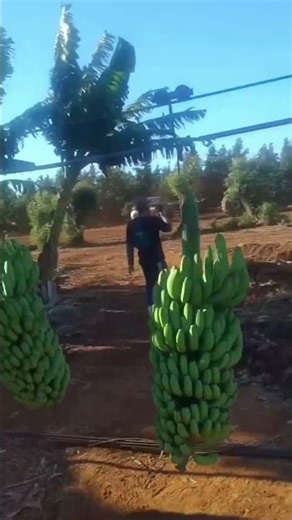 అమెరికా రైతుల తెలివితేటలు చూడండి#shortvideo