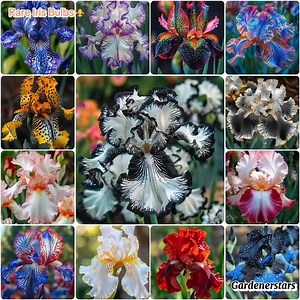 1.3K reactions · 208 shares |  Unforgettable Iris Magic – Rare...