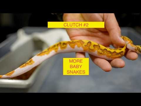 Ball Python Clutch #2 of 2026!