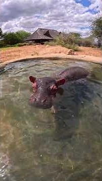 Bumpy the orphaned hippo — at play and at rest! | Sheldrick Wildlife Trust