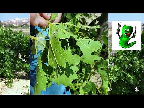 GRAPE VINES | Grape Leaf Skeletonizer : What They Are and How to Rid of Them