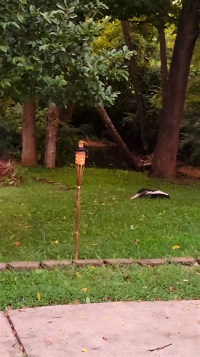 Pepé Le Pew passin' through! #cuteanimals #skunks #wildlife #nature #cuteanimals #animalfriends #fun