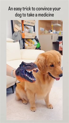 Mex on Instagram: "- The post shares a video of a handler using a dinosaur puppet to scare a hesitant golden retriever into taking a pill, framed as an “easy trick” by curator @Rainmaker1973, who focuses on wondrous content. - Replies overwhelmingly condemn the approach as abusive and fear-inducing, with 75+ responses citing trauma risks, aligning with peer-reviewed studies like a 2019 PLOS One paper showing aversive methods increase dog stress behaviors such as panting and tension. - Veterinary