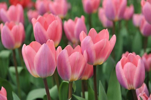Tulip: Meaning, Symbolism, and Proper Occasions for This Iconic Flower
