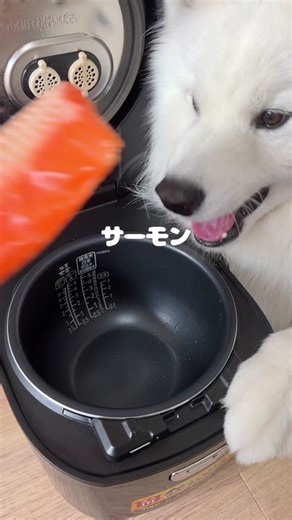手作りサーモンひじきご飯レシピ！犬のいる生活を楽しむ♪