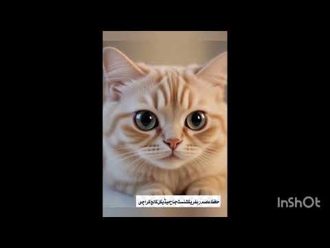 The Cat on My Laptop… And the Funniest Answer!