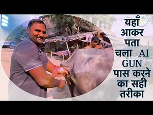 How to do Artificial insemination in cow & Buffalo Step to step Explained ! Vet Care Official