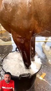 1.8K reactions · 37 shares | ਘੋੜਿਆਂ ਨੂੰ ਦੁਬਾਰਾ ਭਜਾਉਣ ਦੀ ਇਹ ਤਕਨੀਕ ਵਰਤੀ ਜਾਂਦੀ | Deep Deep | Facebook