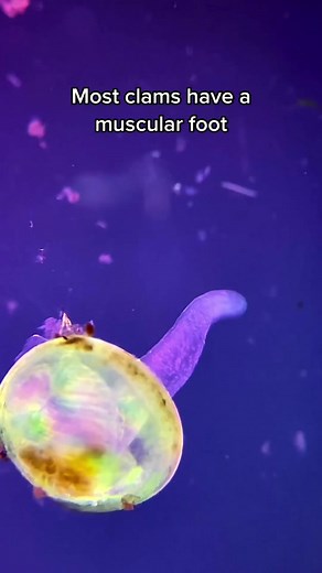 Exploring the Microscopic World: Clam Under the Microscope