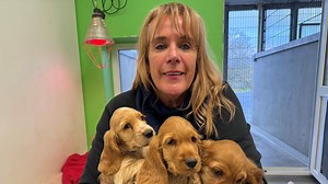 Hund, Katze, Hamster: Keine Vermittlung aus Heimen zu Weihnachten