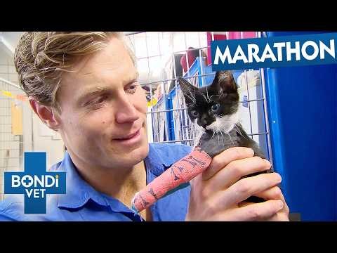 Best Of Bondi Vet Season 7 Marathon | Episodes 4 to 6