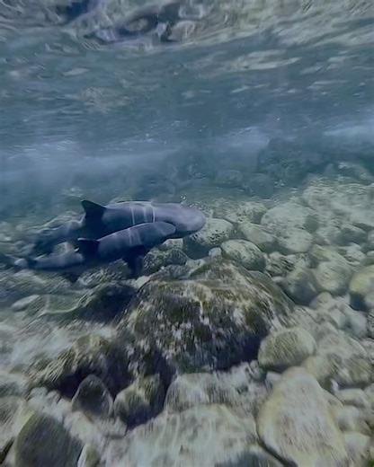 11K views · 47 reactions | Rachel Nichols on Reels | Facebook