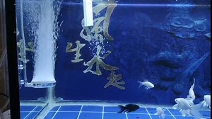 Air Stone for Aquariums,60mm Fish Tank Nano Bubble Stone Oxygen Diffuser with Suction Cups, Check Valve and Air Control Valve for Aquariums Ultra-Quiet and Easy to Clean