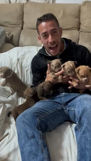 Cría Exclusiva de American Bully en España con Sangre Cruch y Namakubi