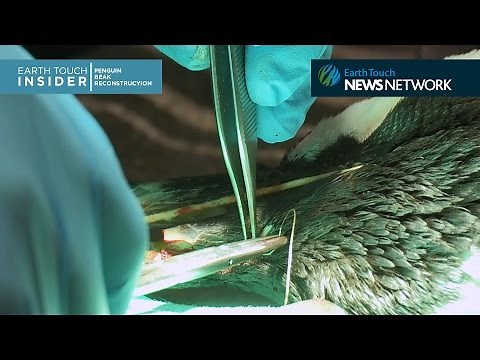 Prosthetic Beak Surgery for Endangered Penguin