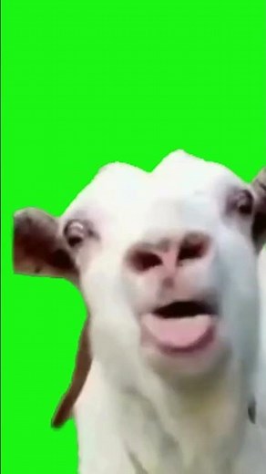 Funny Goat Blah Blah Sticking Out Tongue | Green Screen #greenscreen #funnyanimals