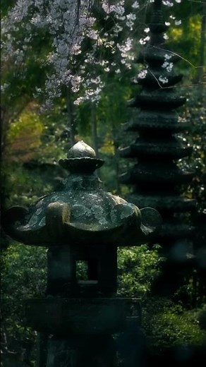 Kamakura Sakura 2026 | Ankokuronji Temple Cherry Blossom Japan 🌸#japantravel #kamakura #japan