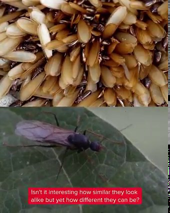 Did you know termites can fly too? We may often confuse flying ants with flying termites. Let’s watch our new episode on flying termites! | Rentokil Pest Control Malaysia