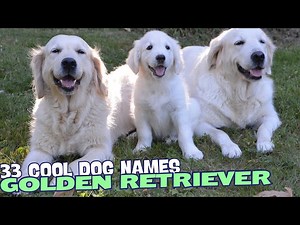 33 Cool Golden Retriever Names?