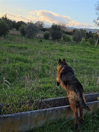 A Rex piace rincorrere il bastone o qualsiasi cosa si muove ❤️ Pastore Tedesco di 10 Mesi #germanshepherd #pastoretedesco #lupo #dog #love