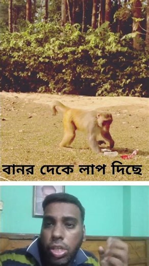 monkey is high jumping #shortvideo