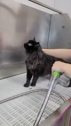 Surviving this cats first grooming experience