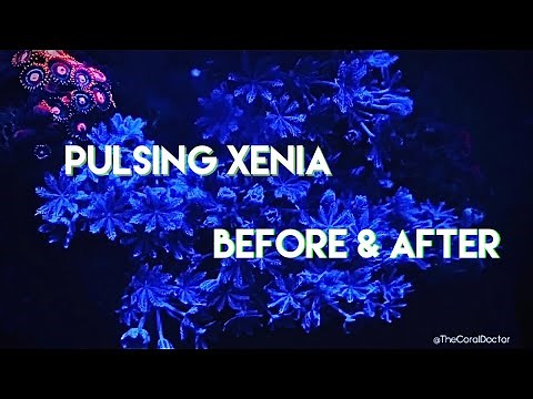 Pulsing Xenia Growth! Before and After!