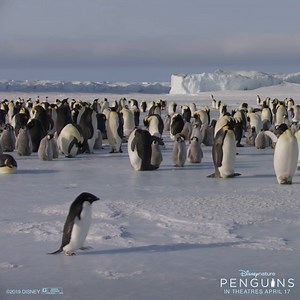 Cool stuff! Disneynature's Penguins waddles into theaters April 17. | Disney