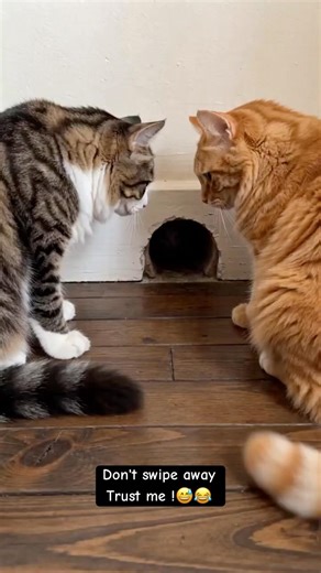 POV: you were ready to catch the mouse.. but mouse had bigger confidence than everyone in the room😂