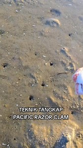 31K views · 8.7K reactions | TEKNIK TANGKAP PACIFIC RAZOR CLAM #boskatering | Faizan Dasuki | Facebook