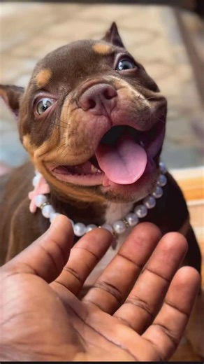 101 kennels on Instagram: "That smile can melt hearts 🥹🤍 Pocket bully princess loading… 101 Coffee 🤎 #PocketBully #luxury #EliteBully #PremiumPets #BullyCulture #PetLuxury #americanbully #lagos #christmasgiftideas #puppy #puppylove #happylife #luxurylifestyle"