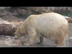 Polar Bears-Cincinnati Zoo