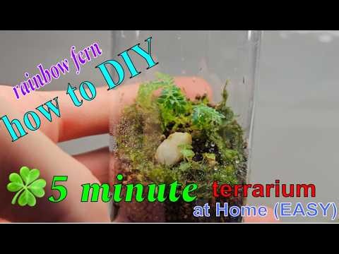 DIY 5 minute low cost beginner terrarium at home with rainbow fern and java moss tutorial