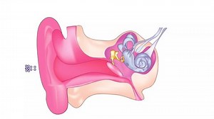 Biological Anatomy Human Ear Diagram Stock Footage Video (100% Royalty-free) 1103709761 | Shutterstock