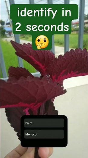 how to identify the monocot or dicot plants ?